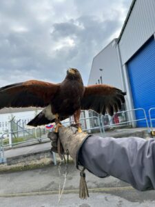 Photo d'un faucon dans le cadre d'une opération de dépigeonnage par fauconnerie