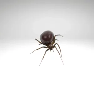 Photo d'une araignée en gros plan pour illustrer la désinsectisation araignée.
