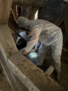 Technicien hygiéniste d'une agence Hauts-de-France Mr Mme Anti Nuisibles en train de réaliser un nettoyage après un dépigeonnage.
