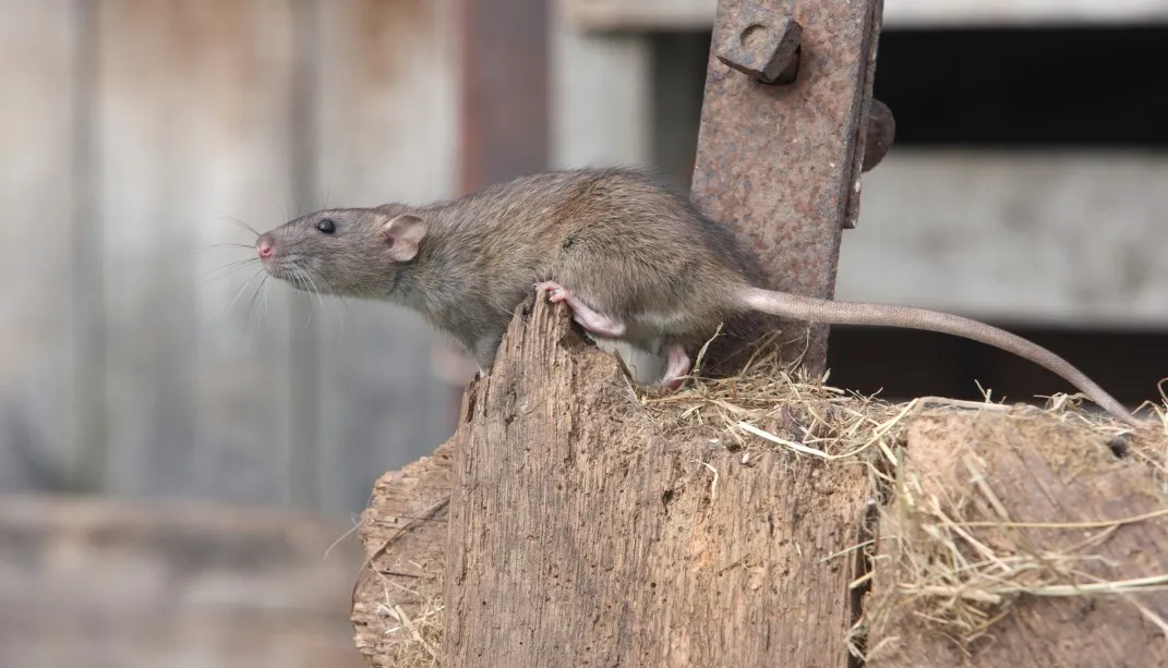 Photo d'un rat dans une grange.