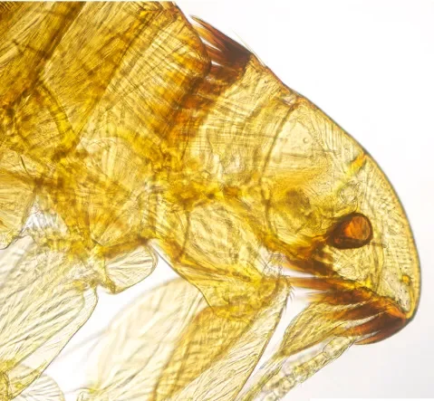 Photo de la puce du chat : Ctenocephalides felis vue microscope.