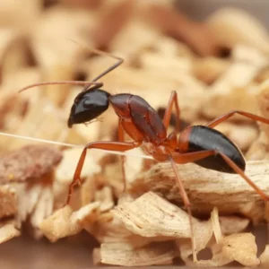 Photo d'une fourmi charpentière (Camponotus) en gros plan.
