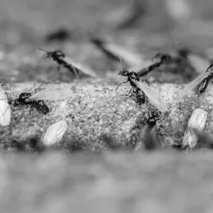 Photos de fourmis volantes, à ailes.