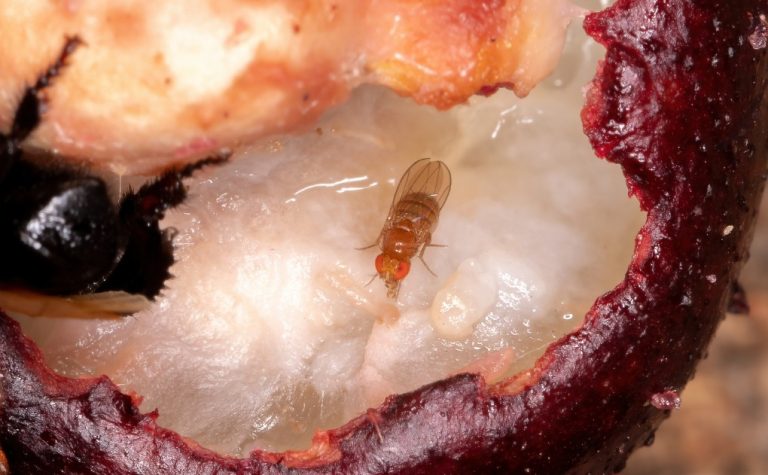 Photo d'un moucheron : mouche Ă fruit sur un aliment.