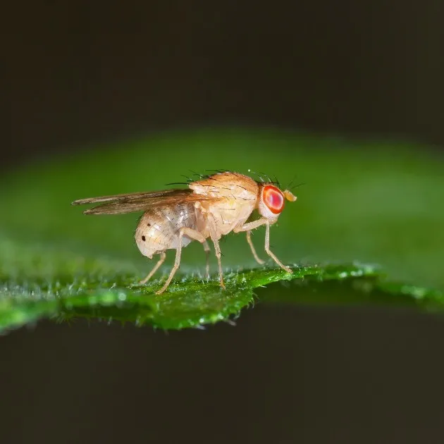 Photo d'une mouche du vinaigre en gros plan sur une feuille (Drosophila melanogaster).