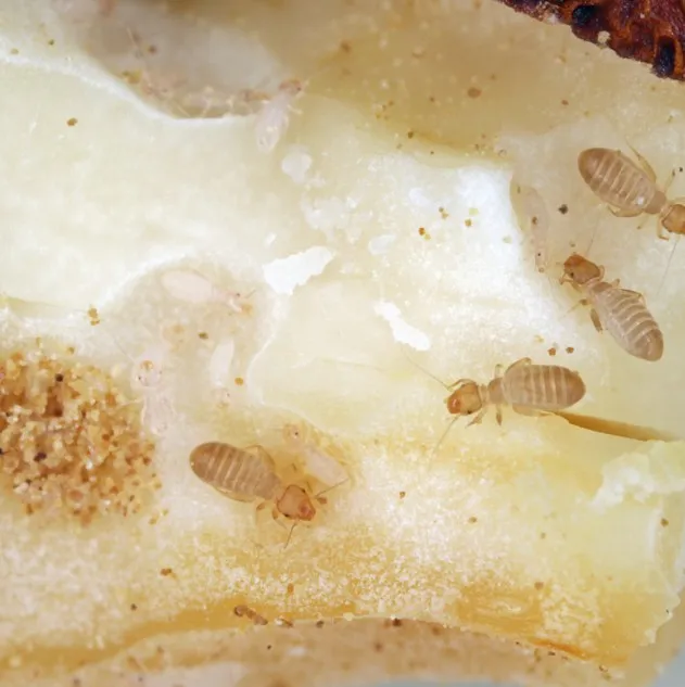 Photo de plusieurs psoques sur des aliments.