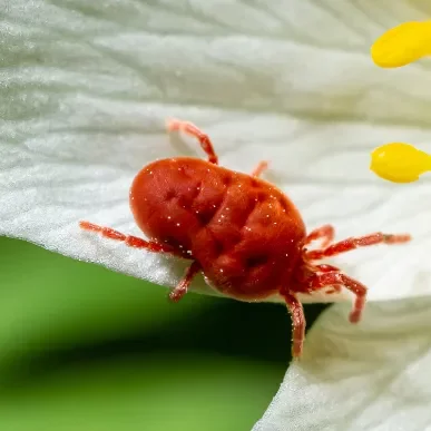Photo d'une araignée rouge (Trombidium holosericeum) sur une fleur.