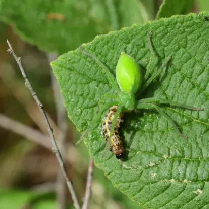 Photo d'une araignée verte (Micrommata virescens) sur une feuille.
