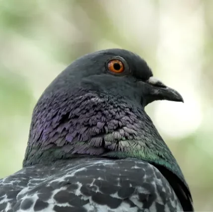 Photo d'un pigeon biset : Columba livia