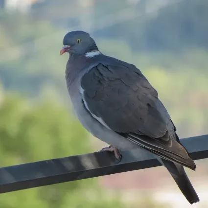 Photo d'un pigeon ramier : Columba palumbus.