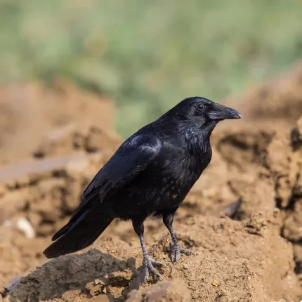 Photo d'une corneille noire corvus corone.