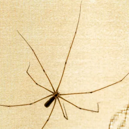 Photo en gros plan d'une araignéé : Pholque phalangide (Pholcus phalangioides)