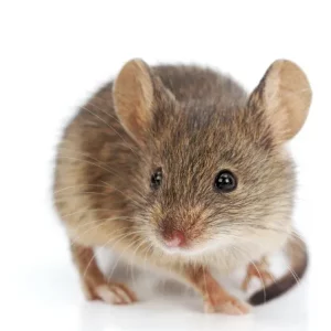 Photo d'une souris, rongeur mus musculus sur fond blanc.