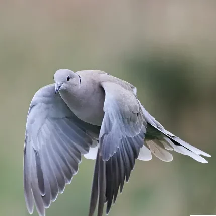 Photo d'une tourterelle en train de volet : espèce Streptopelia decaocto.