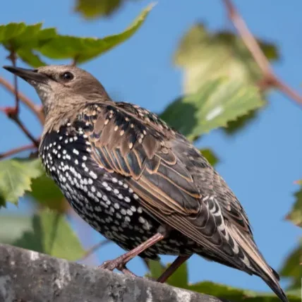 Photo d'un étourneau sansonnet sturnus vulgaris.