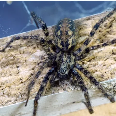 Photo en gros plan d'une araignée : Tégénaire domestique (Eratigena atrica)