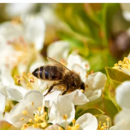 Photo d'une abeille qui butine.