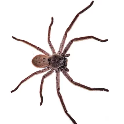 photo d'une araignée en gros plan sur fond détouré.