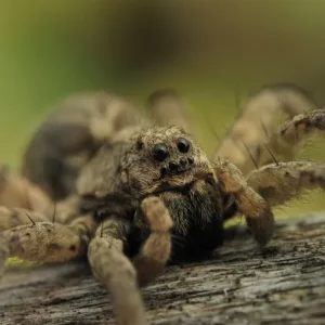 Photo d'une araignée loup Pardosa amentata