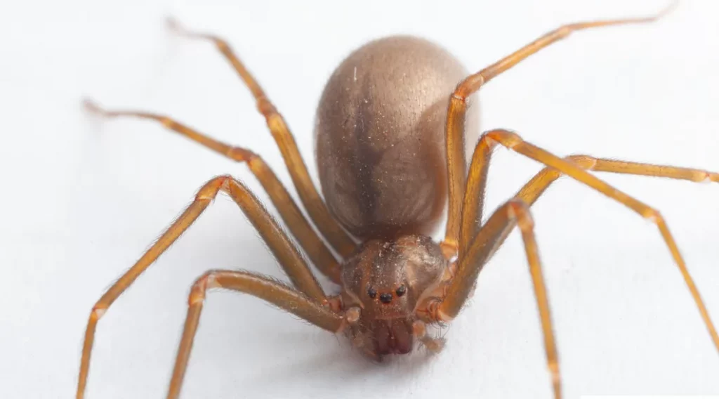 Photo d'une araignée violoniste : Loxosceles reclusa.