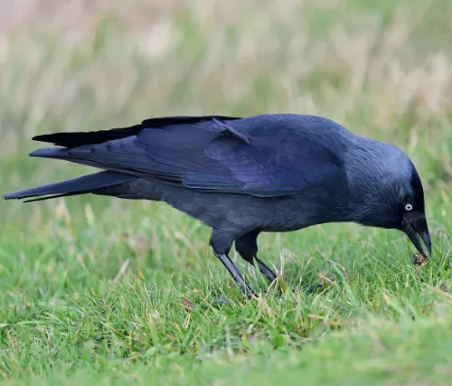 Photo d'un choucas des tours dans l'herbe.