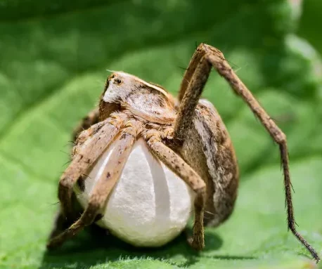 Photo d'un cocon d'araignée.