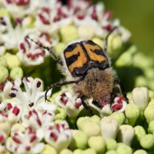 Photo d'un coléoptère sur une fleur.