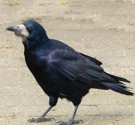 Photo d'un corbeau freux.