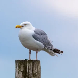 Photo d'un goéland argenté.