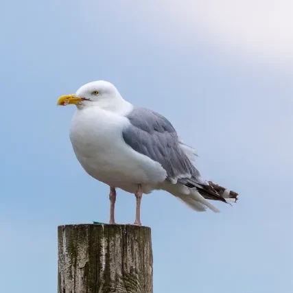 Photo d'un goéland argenté.