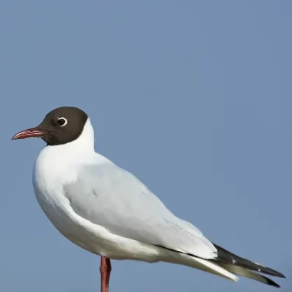 Photo d'une mouette rieuse.