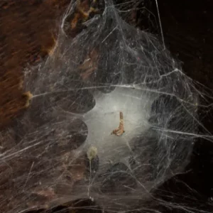 Photo d'un nid d'araignée ou cocon d'araignée dans une maison.