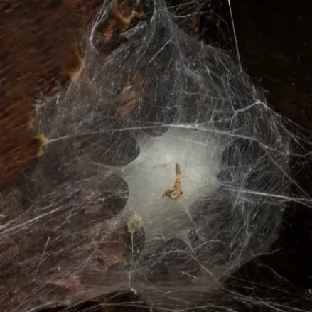 Photo d'un nid d'araignée ou cocon d'araignée dans une maison.