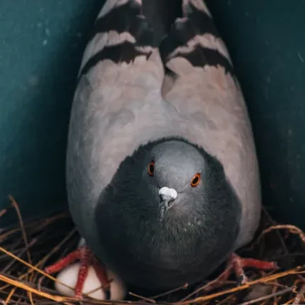 photo d'un pigeon biset dans son nid.