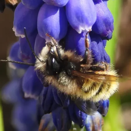 Photo d'une abeille solitaire Osmie qui butine.