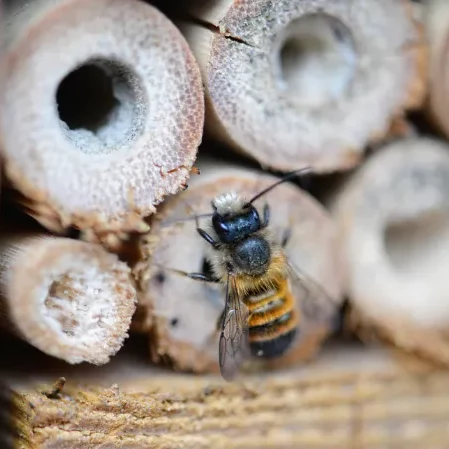 Photo d'une abeille solitaire Osmie devant un hôtel à insecte.