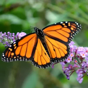 Photo d'un papillon sur une fleur.