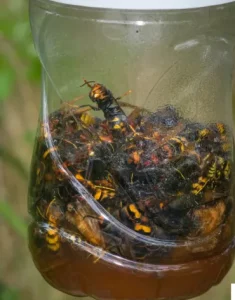 Photo d'un piège frelon asiatique : bouteille avec appât remplie de frelons.