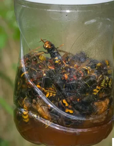 Photo d'un piège frelon asiatique : bouteille avec appât remplie de frelons.