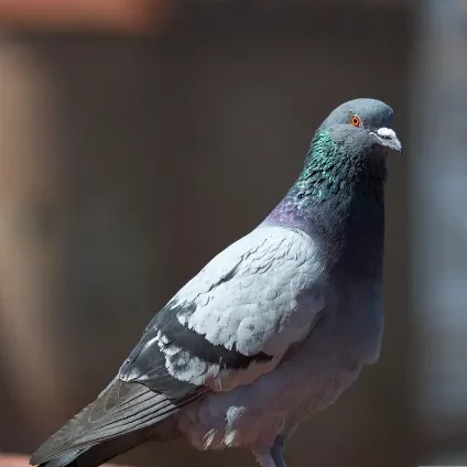 Photo d'un pigeon biset.