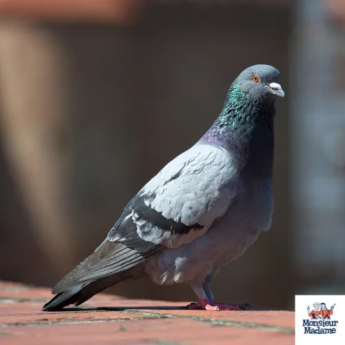 Photo d'un pigeon biset.