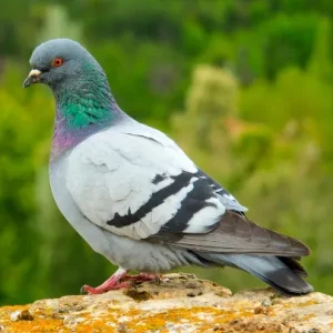 Photo d'un pigeon biset.