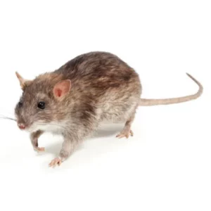 Photo d'un rat, rongeur "rattus norvegicus" sur fond blanc.