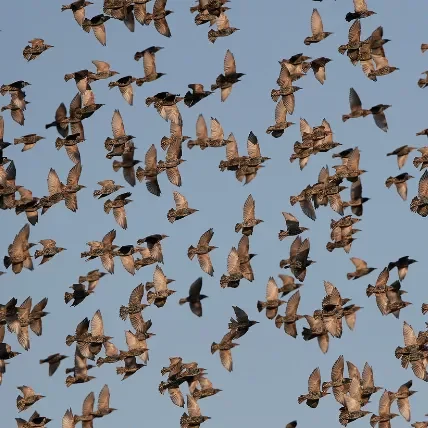 Photo d'un rassemblement d'étourneaux sansonnet sturnus vulgaris.