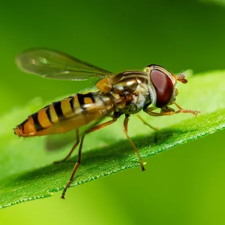 Photo d'un syrphe sur une feuille.