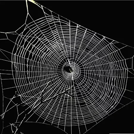 Photo d'une toile d'araignée.
