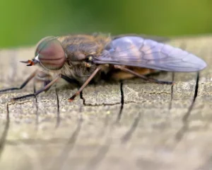 Photo d'une mouche des marais (ou taon) (Tabanus spp) en gros plan.