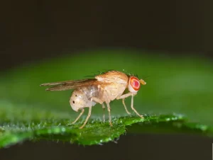 Photo d'une mouche drosophile sur une feuille en gros plan.