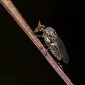 Photo d'une mouche noire (Simulium spp) en gros plan.