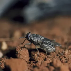 Photo d'une mouche tsé-tsé (Glossina spp) sur de la terre.